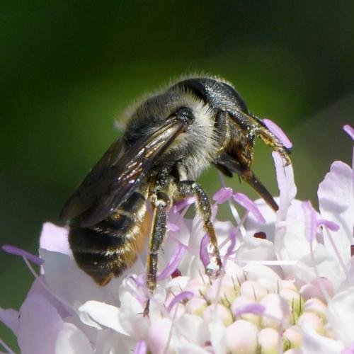 Réf. 283 709 : Osmia dimidiata